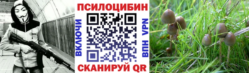 Галлюциногенные грибы Psilocybe  купить закладку  Кемь 